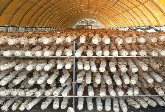 菌菇养殖大棚 菌菇养殖大棚