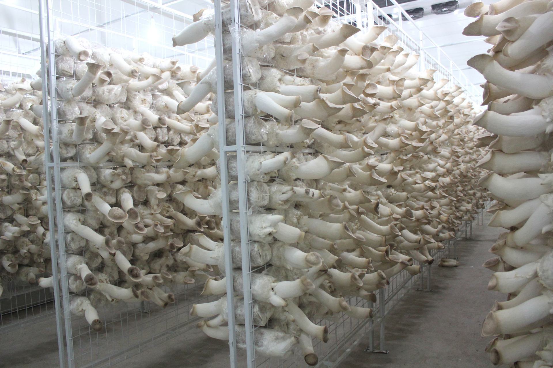 蘑菇养殖温室 蘑菇养殖温室