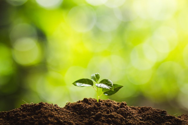 光照度传感器，如何成了智慧农业的新宠儿