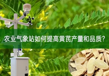 农业气象站如何提高黄芪产量和品质？